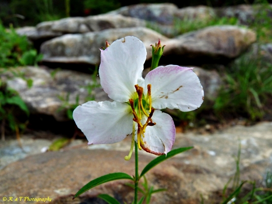 {Rhexia mariana var. mariana}